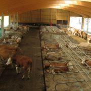 Blick in den Kuhstall