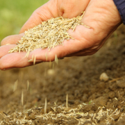 Hand mit Feinsämereien über Acker