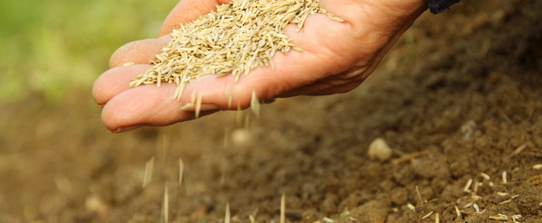 Hand mit Feinsämereien über Acker